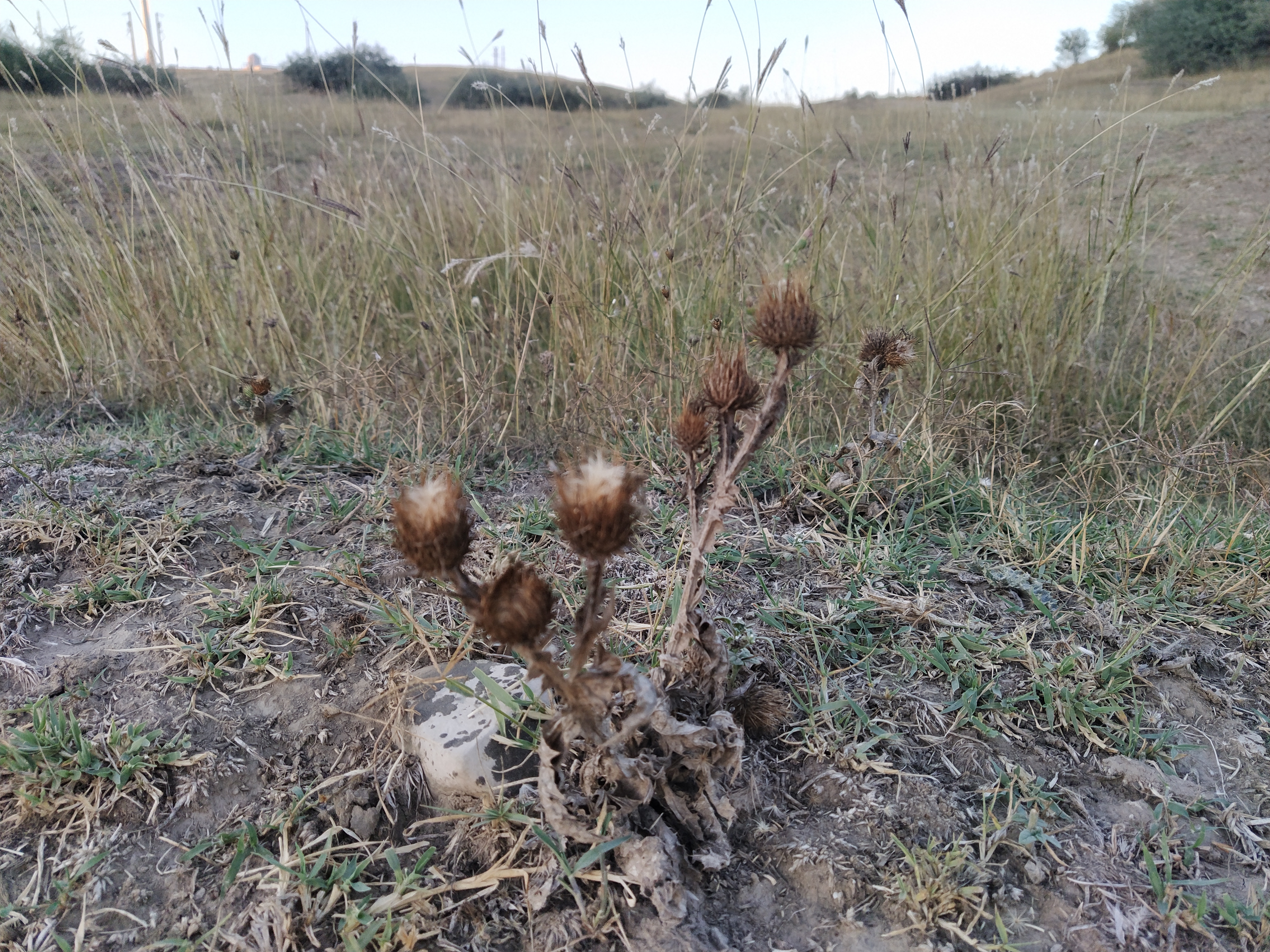 Fermierii pichetează Ministerul Agriculturii, astăzi şi luni | „Constanţa reprezintă o treime din suprafaţa calamitată la nivel naţional“