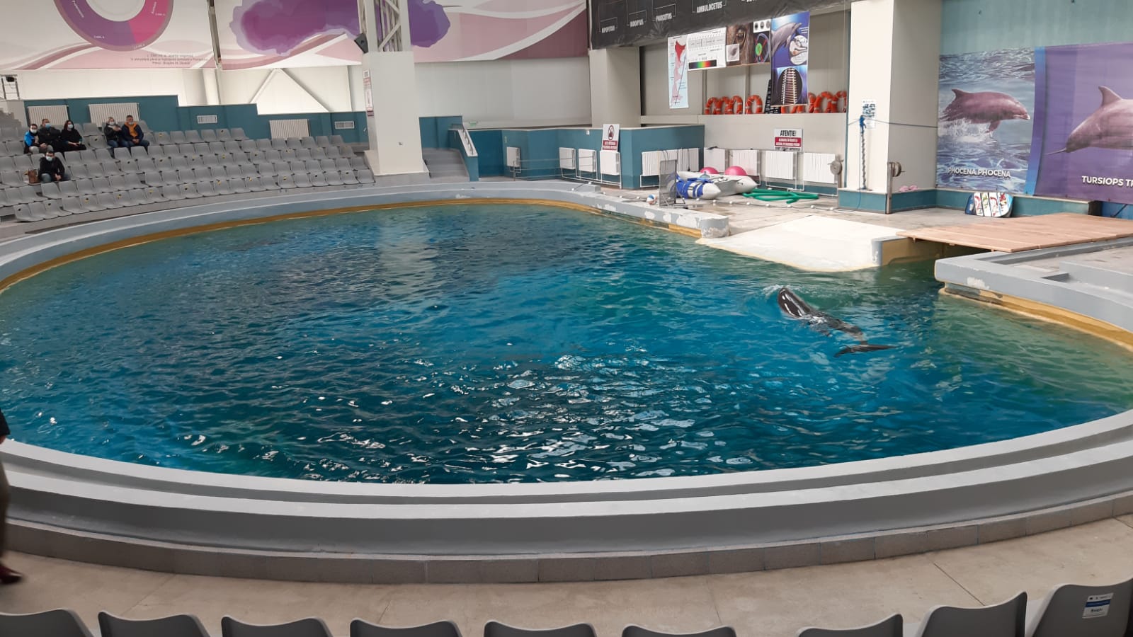Spectacol de înaltă clasă la Delfinariul din Constanța