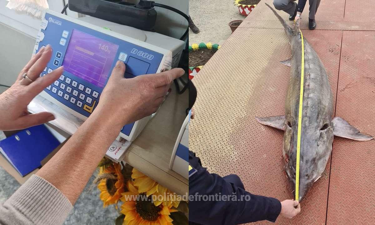 TULCEA: Braconieri prinși cu un morun viu de 140 de kilograme. Peștele a fost redat mediului natural