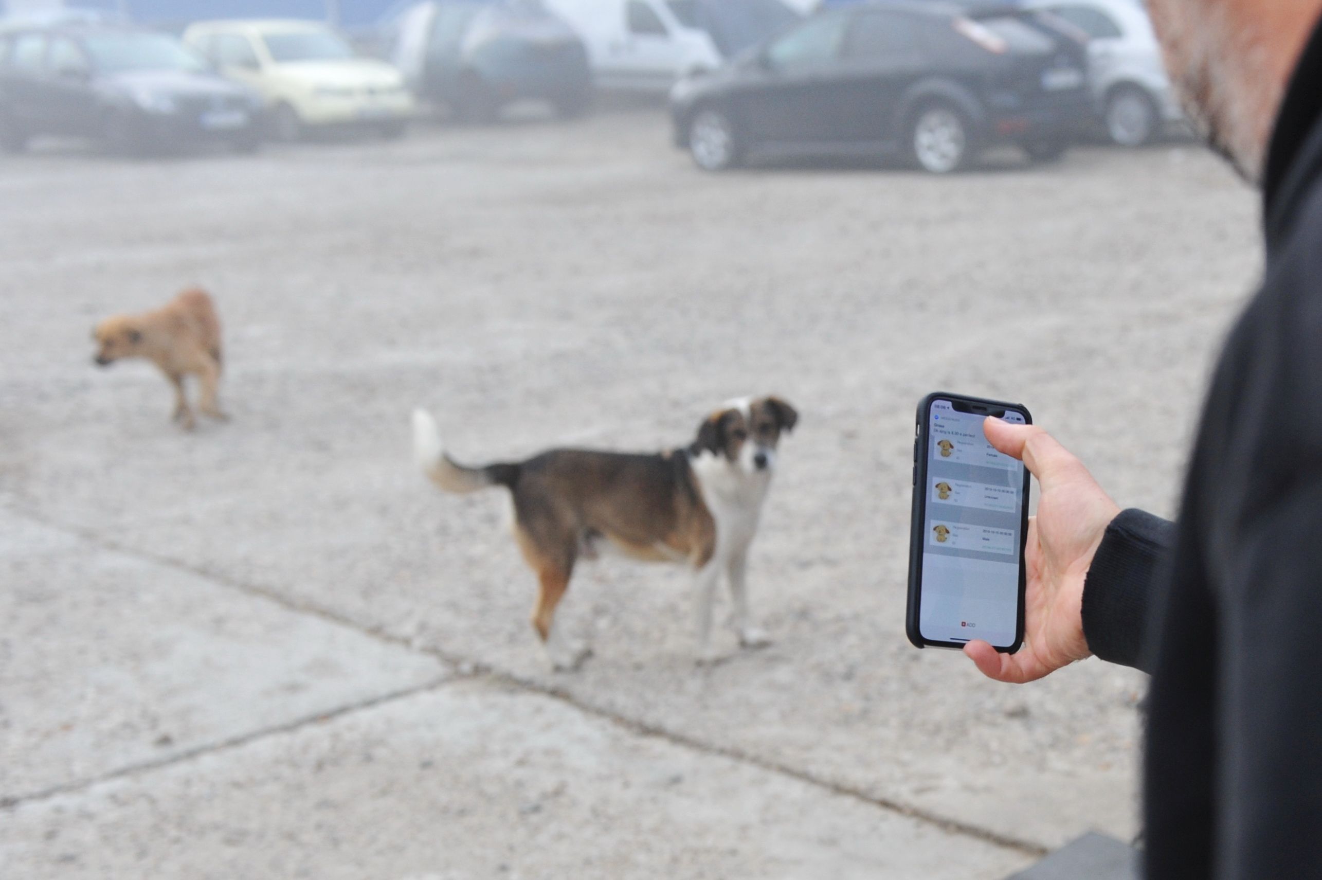 CONSTANŢA: Animal Society efectuează, în premieră, primul recensământ al câinilor fără adăpost de pe raza oraşului