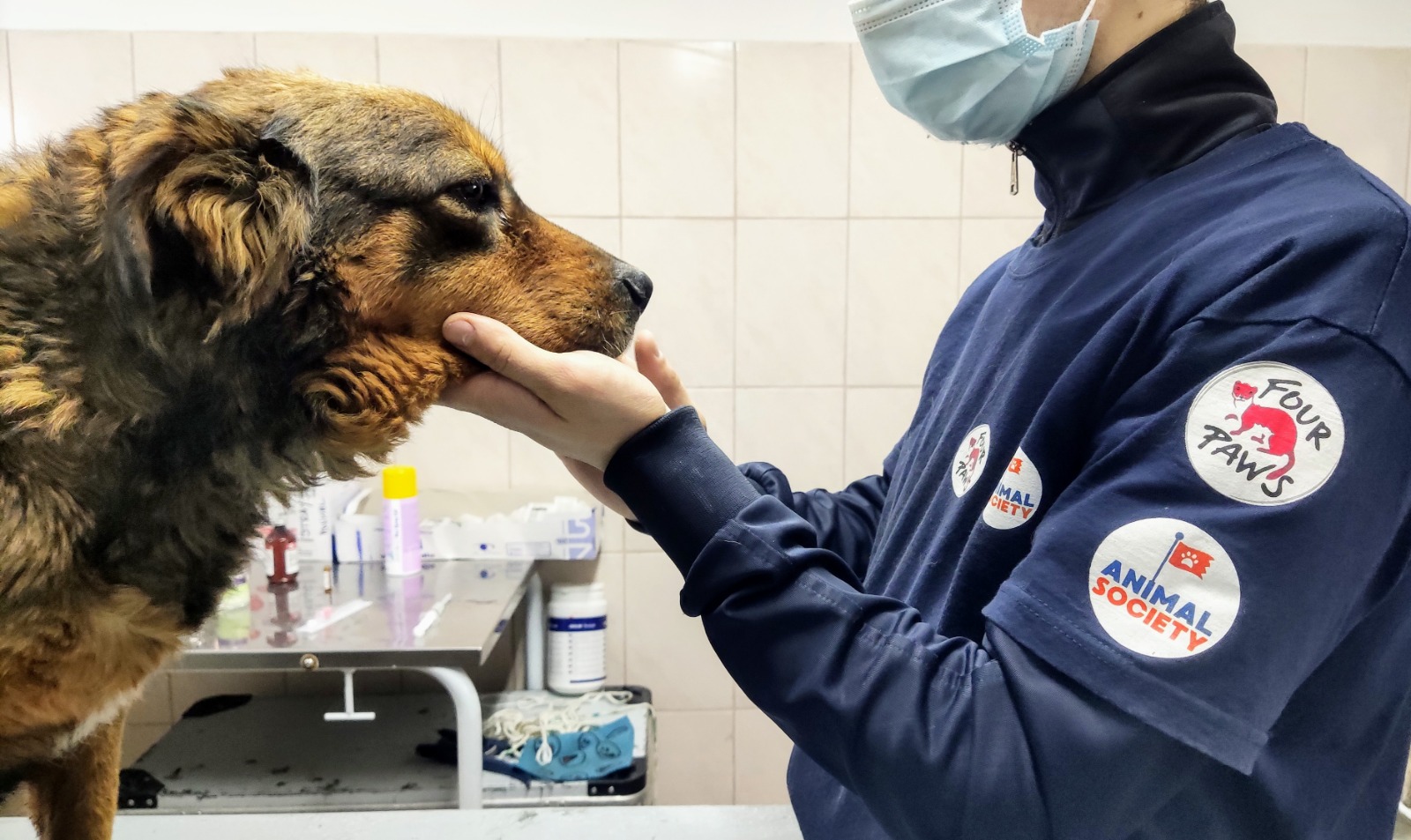 CONSTANȚA: Campania de sterilizare gratuită a animalelor de rasă comună s-a încheiat