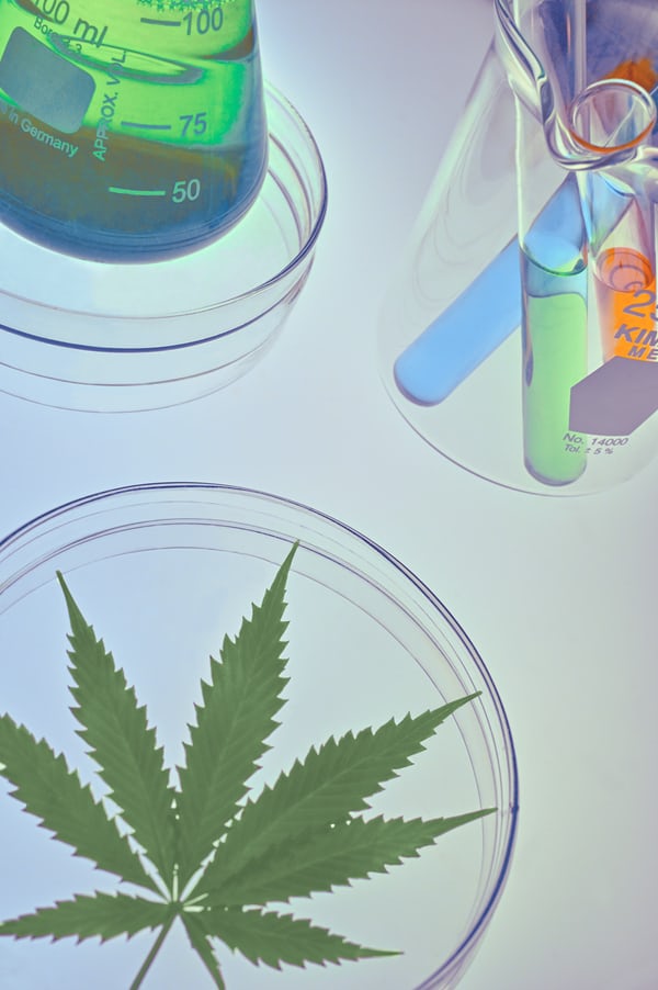 Proiectul de lege referitor la folosirea canabisului medicinal nu este susținut de Guvernul României