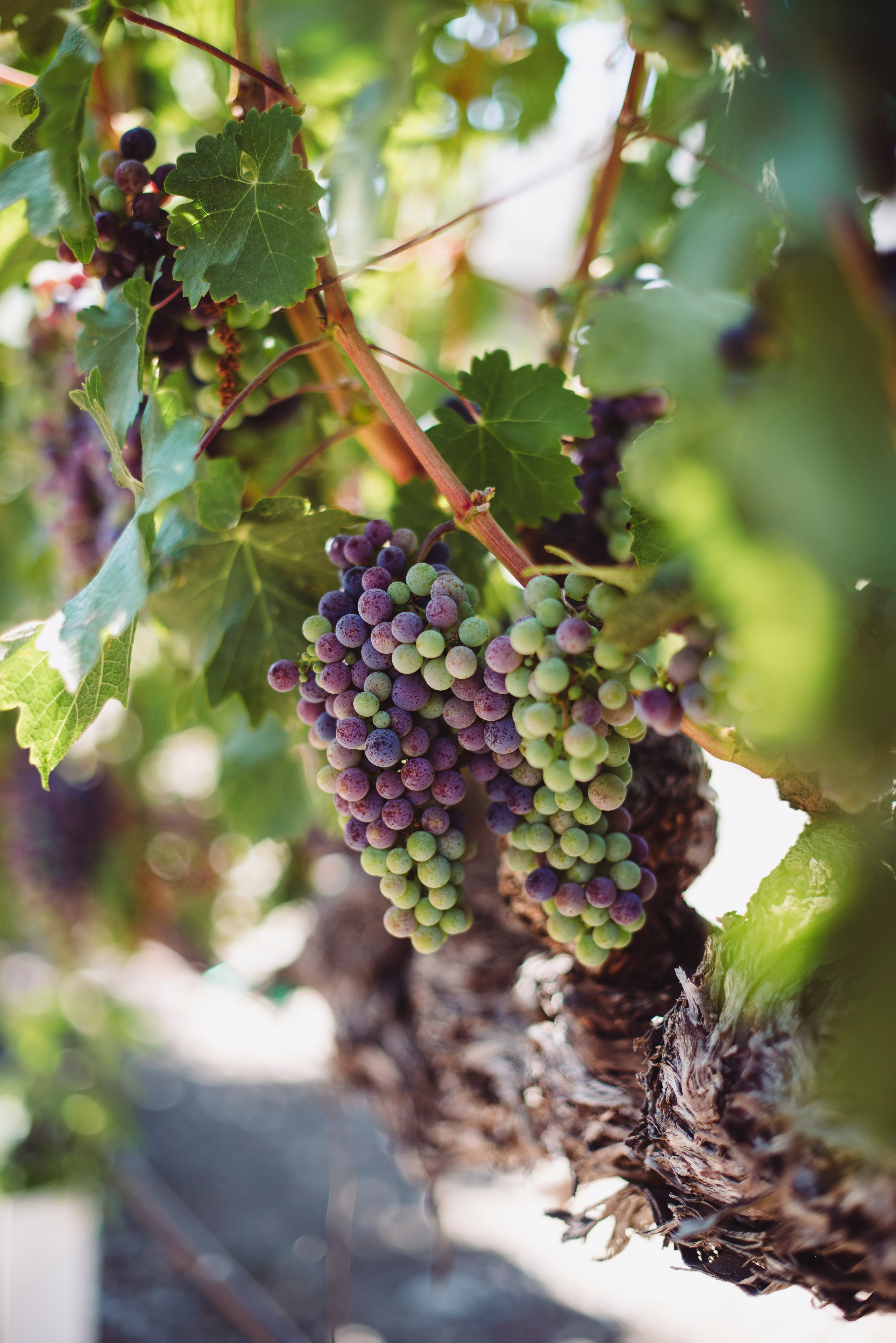 TULCEA: Cultivatorii de viţă de vie spun că 2021 are premisele unor producţii bune