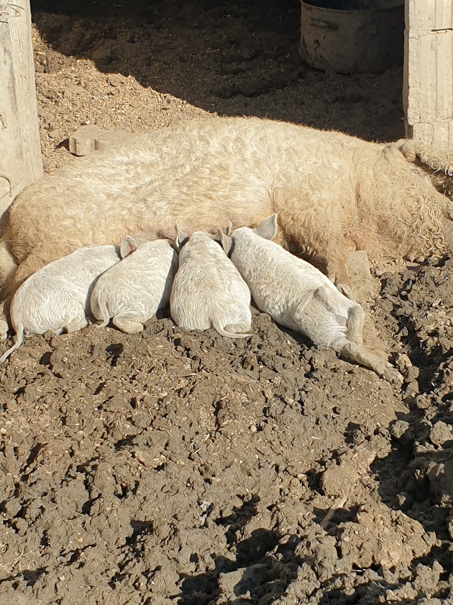 Buget de 700.000 de lei pentru susţinerea crescătorilor de porci de reproducţie din rasele Bazna şi Mangaliţa (proiect)