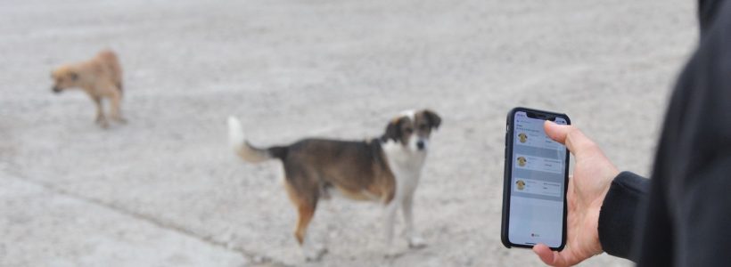 CONSTANŢA: Animal Society începe primul recensământ al câinilor fără stăpân de pe raza oraşului