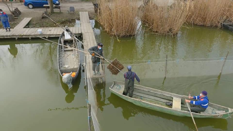 TULCEA: A început refacerea stocului de șalău din Complexul lagunar Razim-Sinoie