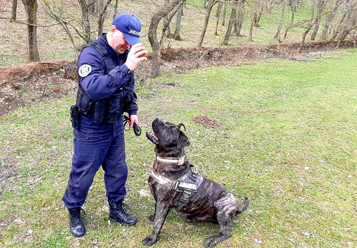 Jandarmii tulceni au un nou ajutor de nădejde – un câine de serviciu din rasa Presa Canario