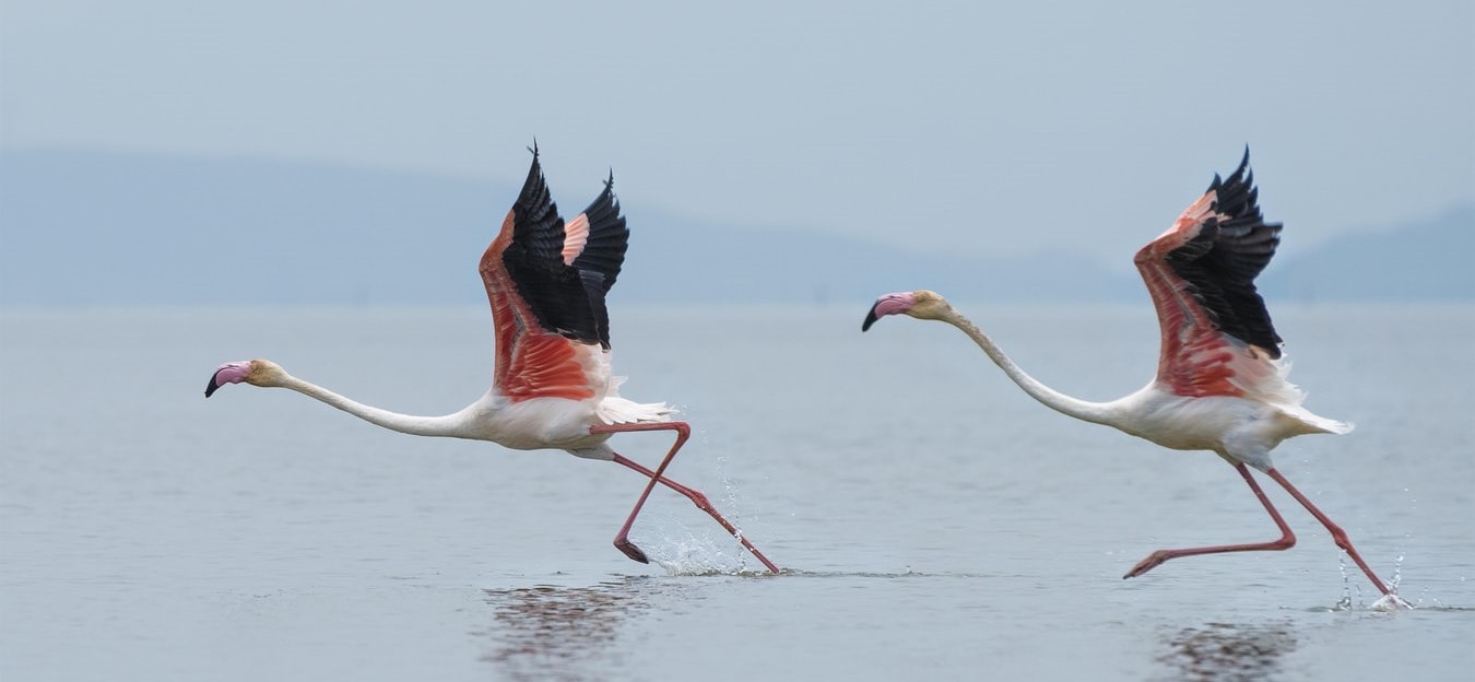 Păsările flamingo şi-au luat zborul din Rezervaţia Biosferei Delta Dunării: „Au fost hăituite continuu de turişti, fotografi, de «binevoitori», toată lumea le-a urmărit cu drone, cu bărci“