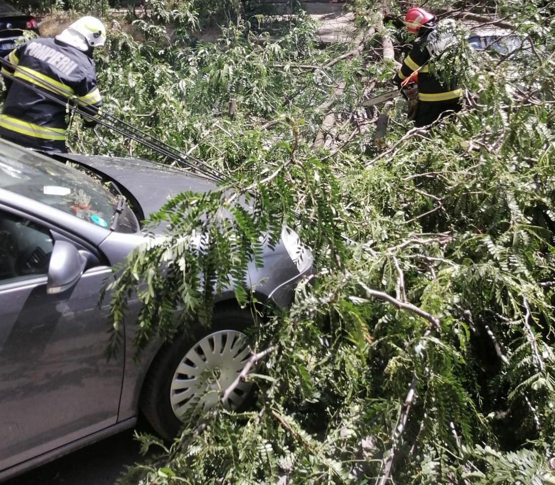 TULCEA/FOTO: Un copac a căzut pe două autoturisme