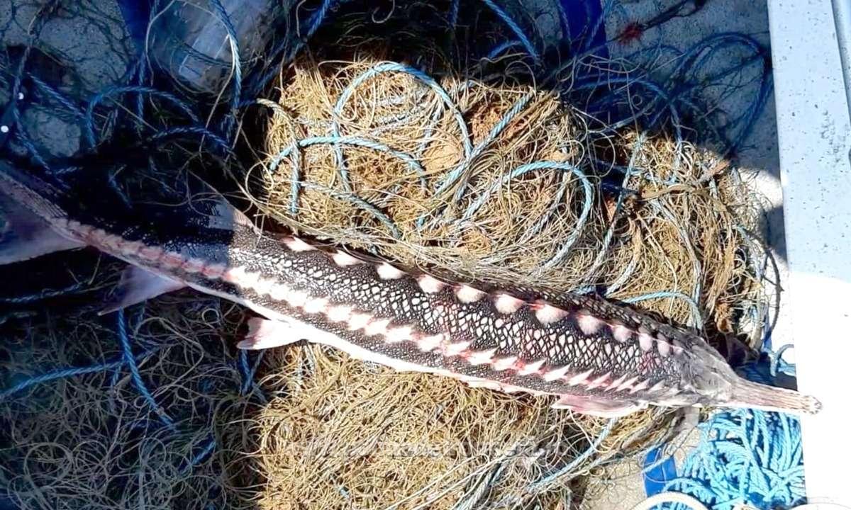 TULCEA: Sute de metri de plase și zeci de kilograme de pește braconat
