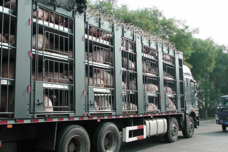 Atenție! Transportul de animale vii se suspendă pe perioadă de caniculă