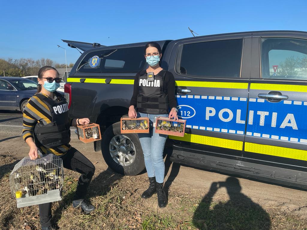 CONSTANȚA: Păsări protejate de vânzare în piață. Comercianții au acum dosare penale