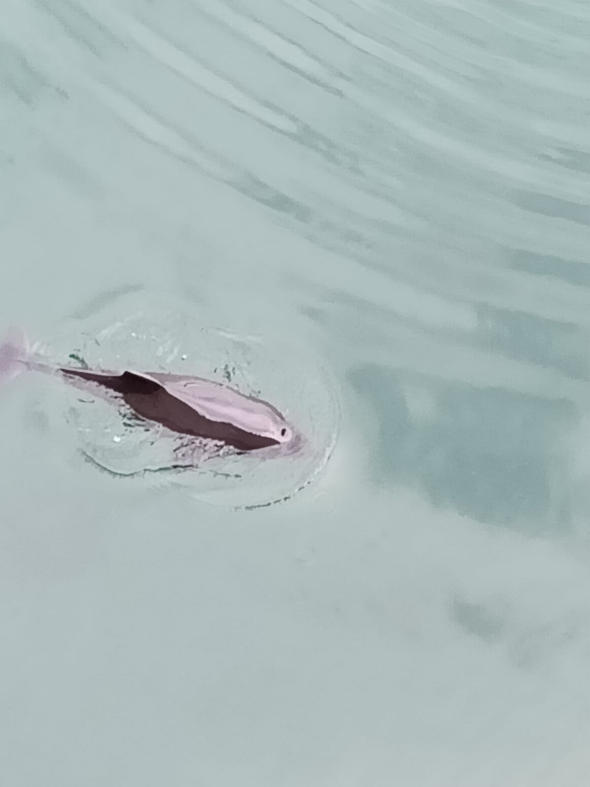 FOTO: Operațiune de salvare a unui delfin