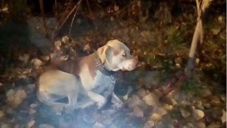 Femeie amendată cu 3000 de lei deoarece și-a abandonat câinele în parc