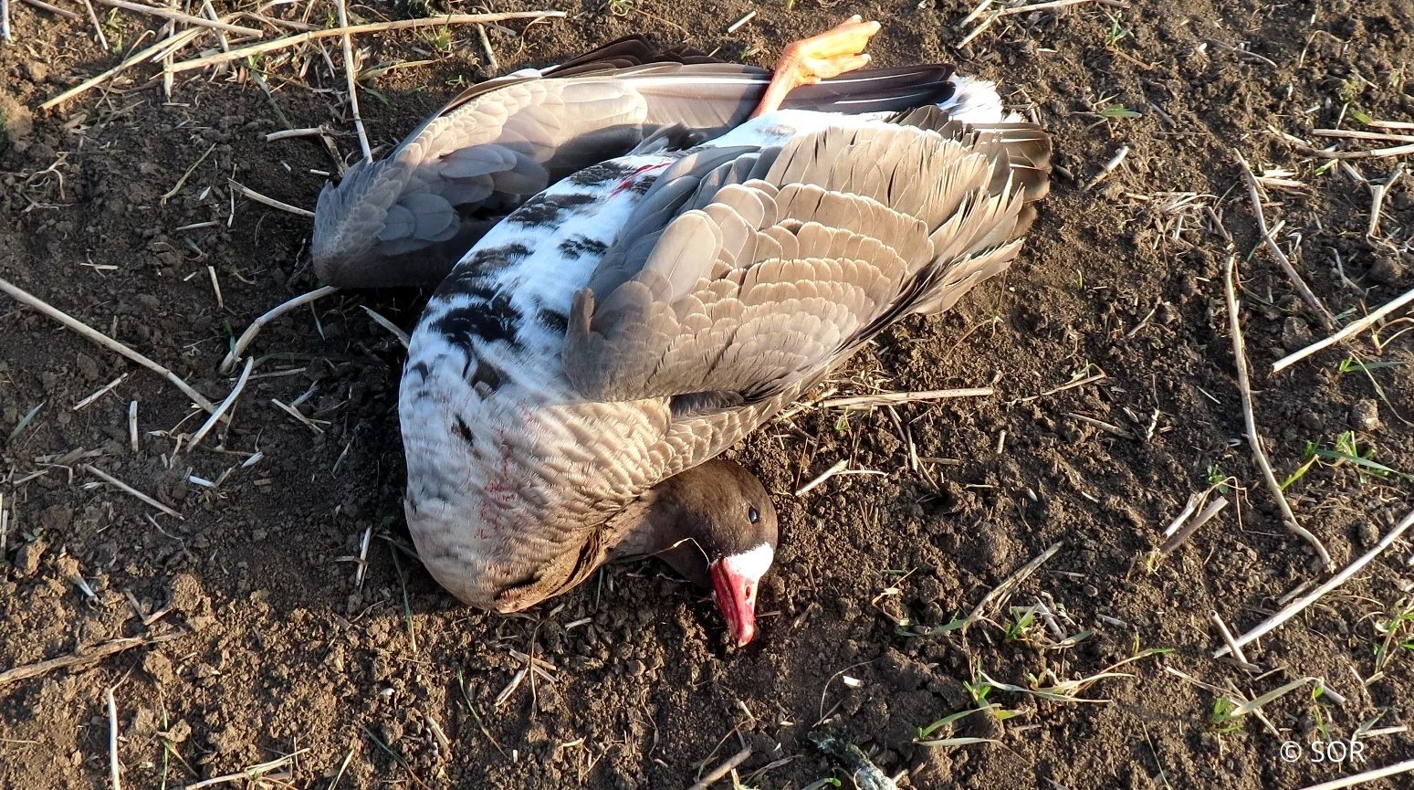 Un nou caz de braconaj apare în Dobrogea