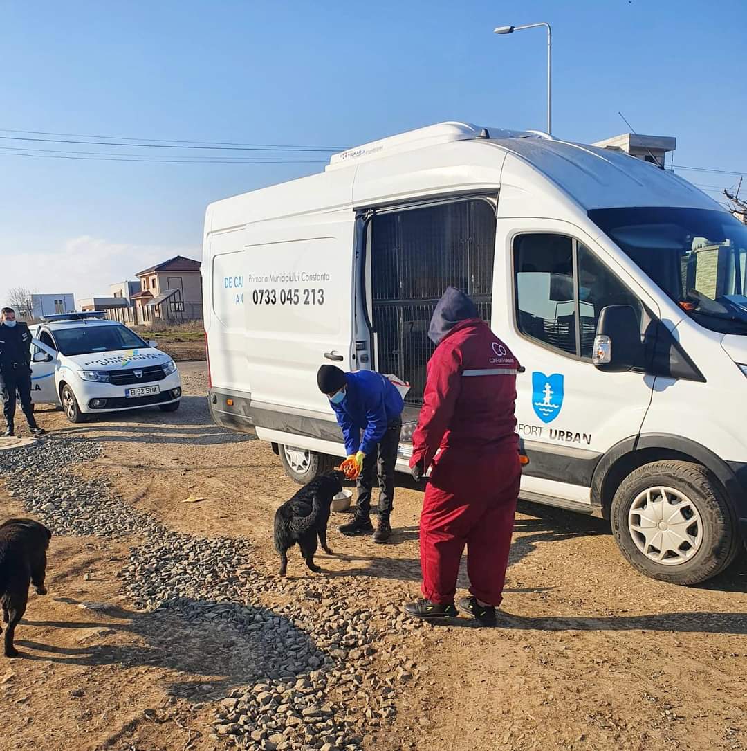 CONSTANȚA: Cânii comunitari sunt capturați din nou
