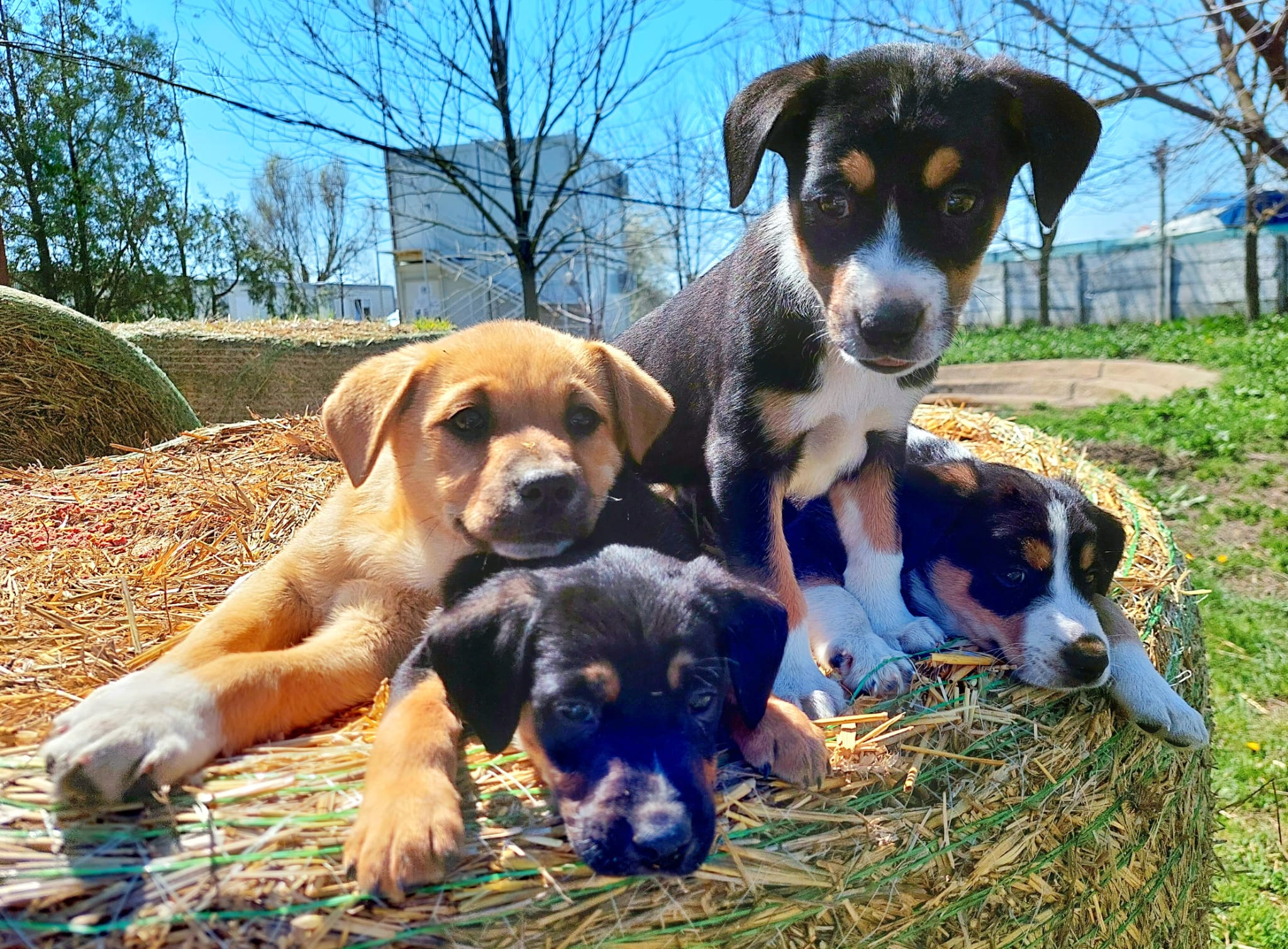 CONSTANŢA: Peste 200 de câini aflaţi în adăpostul public de animale abandonate aşteaptă să-şi găsească un stăpân