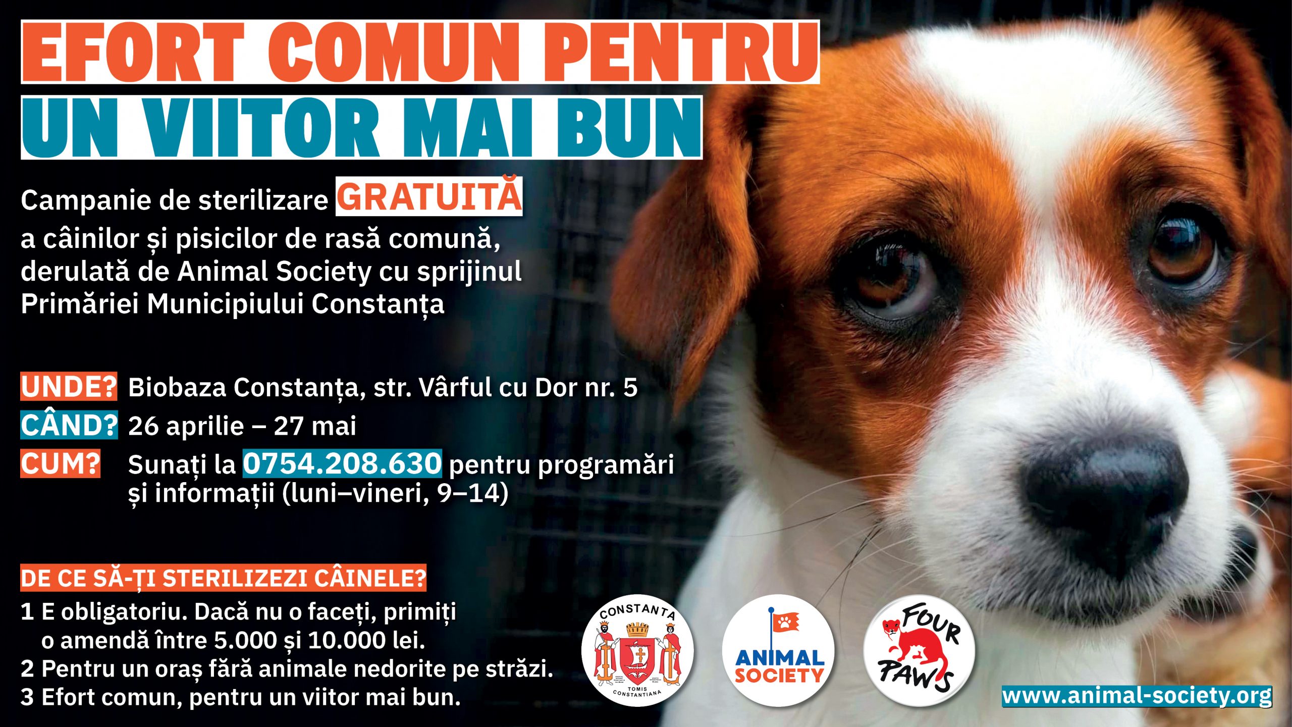 CONSTANȚA: Continuă campania de sterilizare gratuită a câinilor și pisicilor de rasă comună