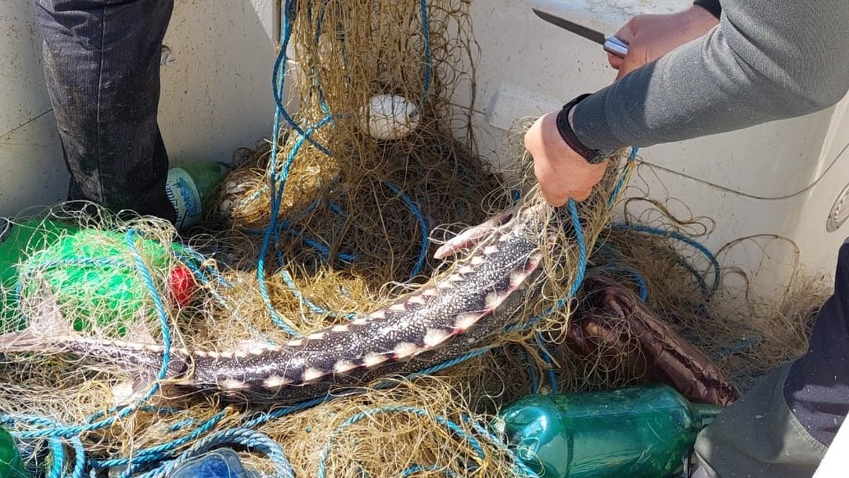 TULCEA/FOTO: Cinci păstrugi capturate de braconieri, eliberate. Un delfin a murit în plasele monofilament