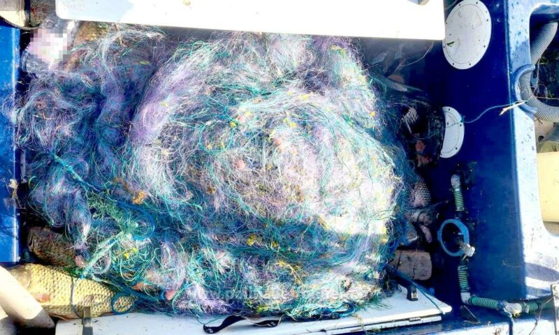 TULCEA: Sturioni confiscaţi de poliţiştii de frontieră ai Gărzii de Coastă