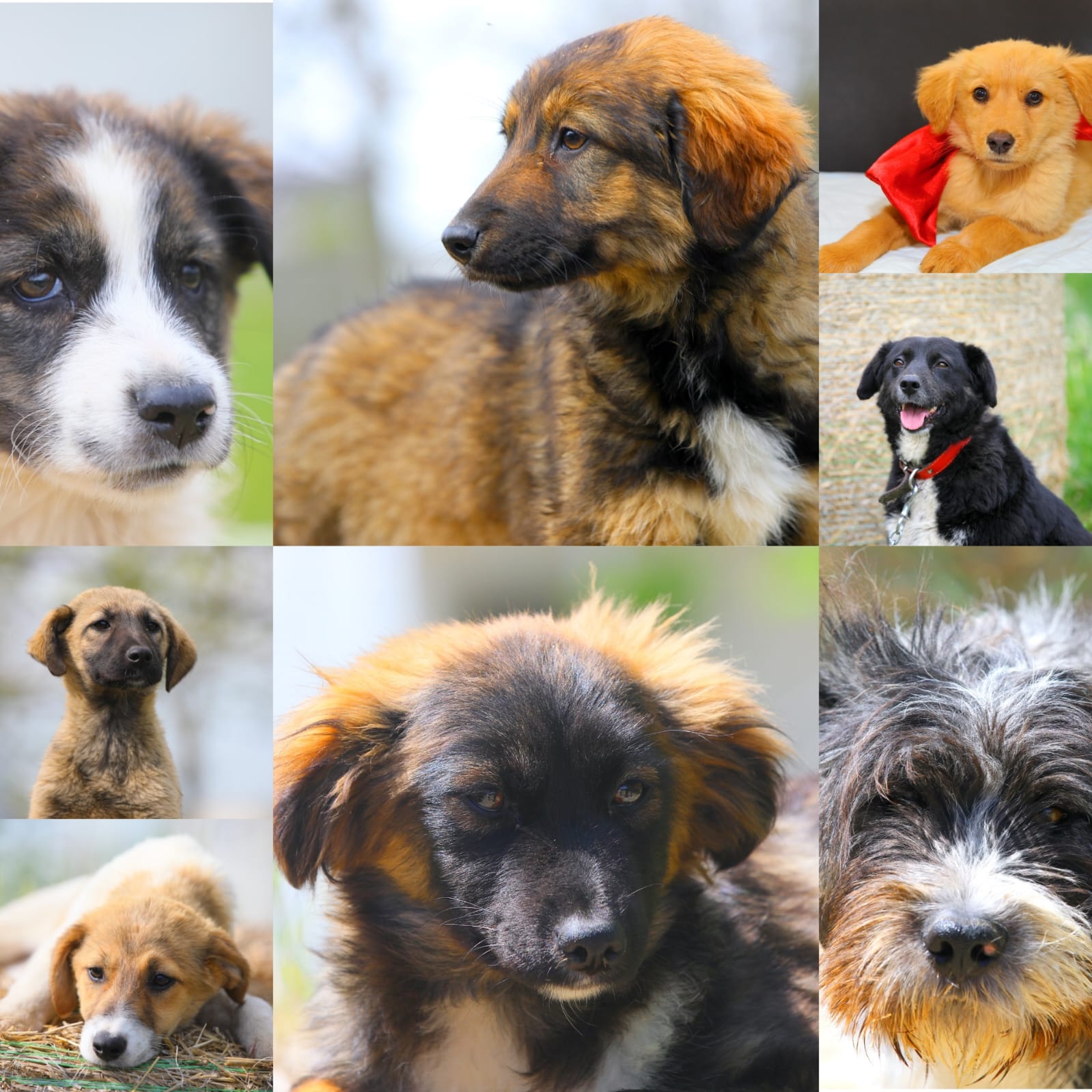 CONSTANȚA. Continuă campania „Adoptă un cățel!“