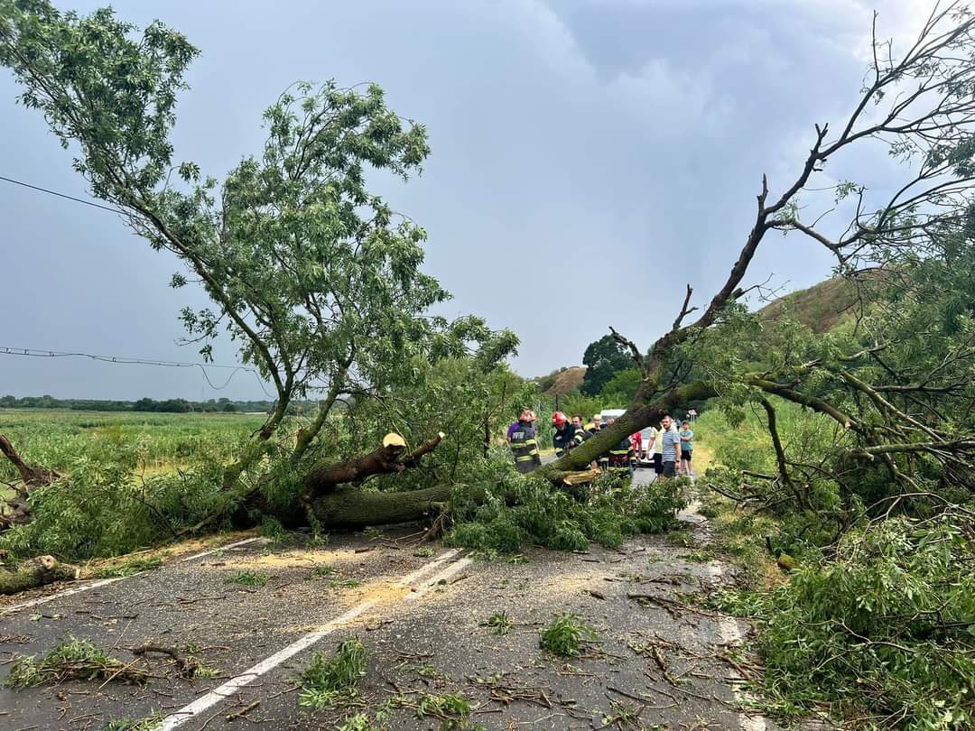 TULCEA: Urmările codului ROȘU – circulație blocată pe DN 22, copaci rupți, gospodării inundate