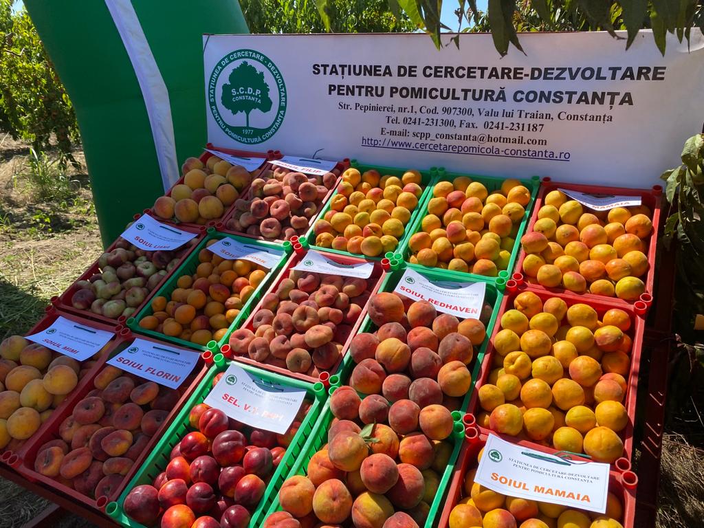 VALU LUI TRAIAN: Degustare de fructe de sezon la Stațiunea de Cercetare-Dezvoltare pentru Pomicultură