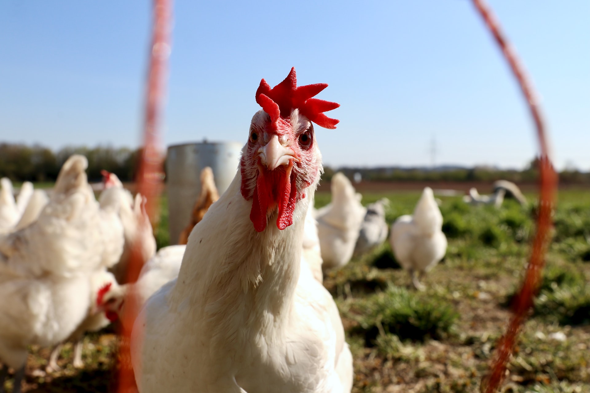 CONSTANȚA: Pui contaminaţi cu Salmonella, comercializaţi de o exploataţie agricolă
