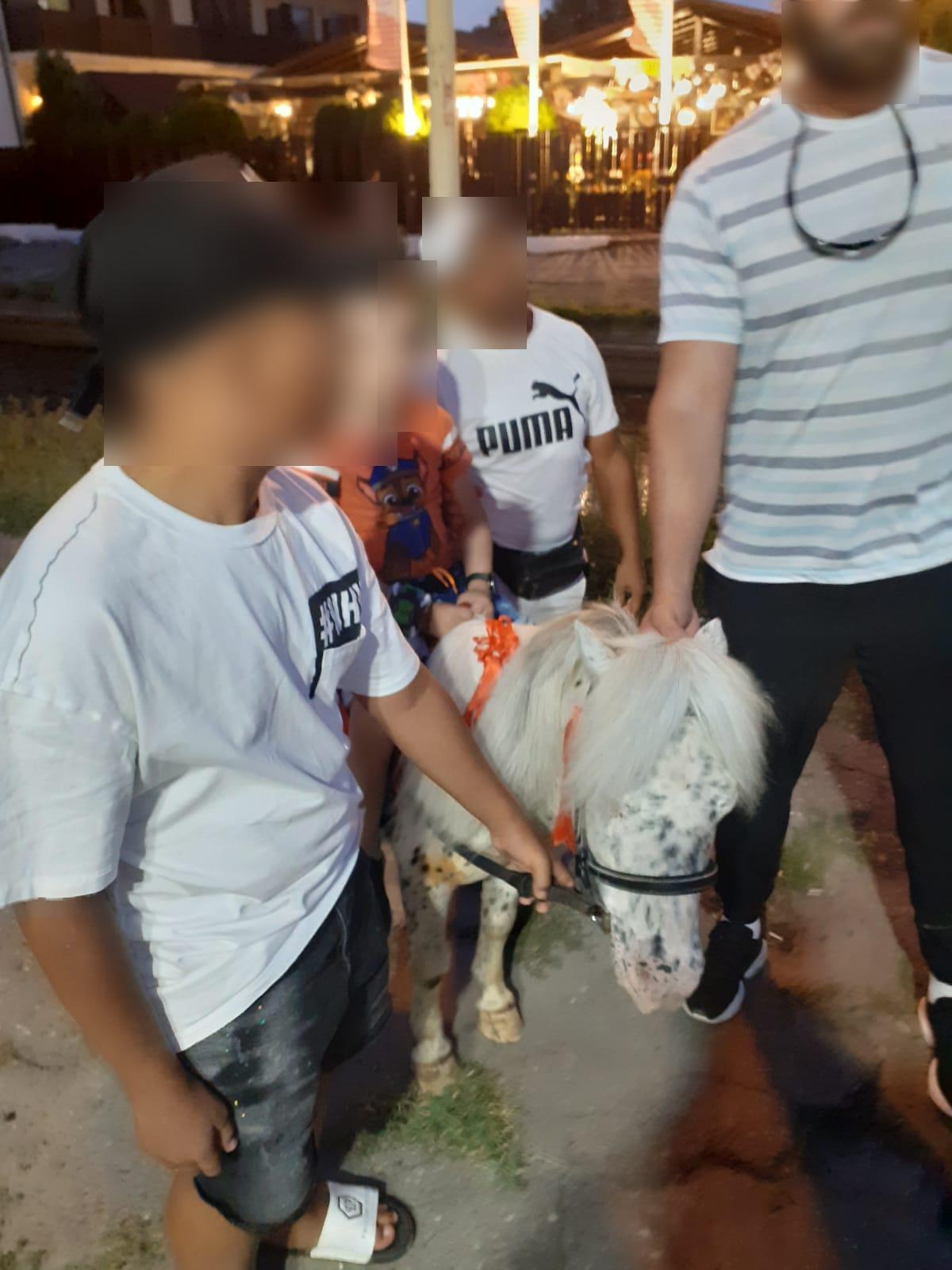 CONSTANŢA: Ponei folosit pentru plimbări de agrement, în Satul de Vacanţă. Animalul a fost confiscat de poliţiştii locali şi predat Complexului Muzeal de Știinte ale Naturii