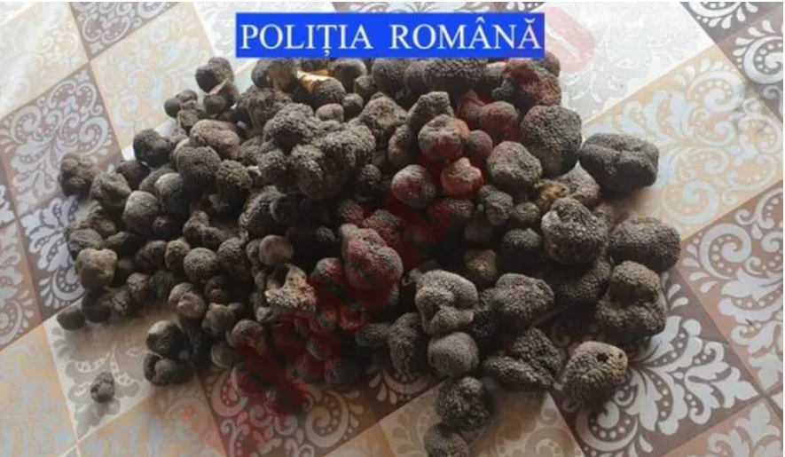 TULCEA: Peste 15 kilograme de trufe negre au fost confiscate de polițiști