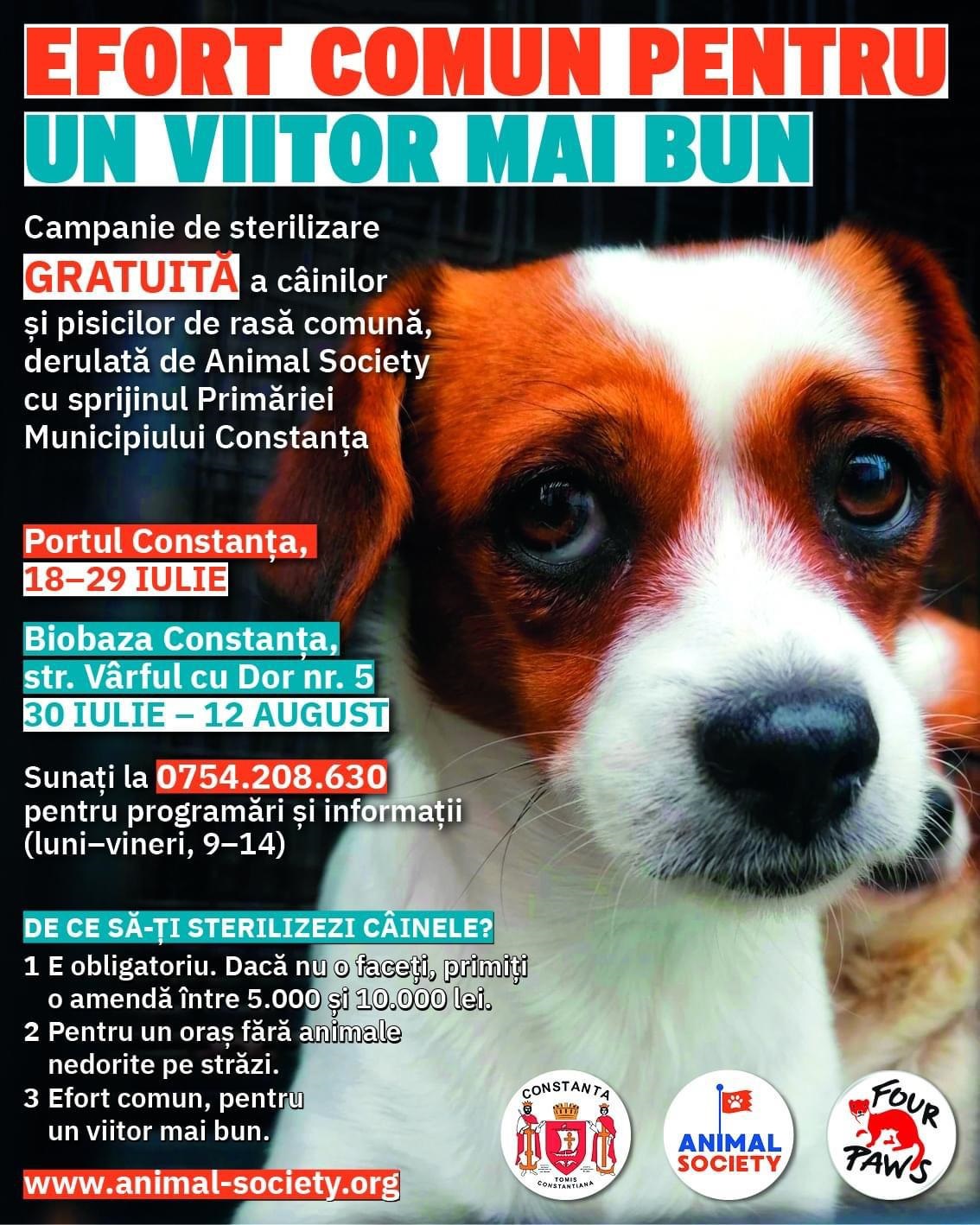 CONSTANŢA: Sterilizări gratuite pentru animalele din rasa comună, câini şi pisici