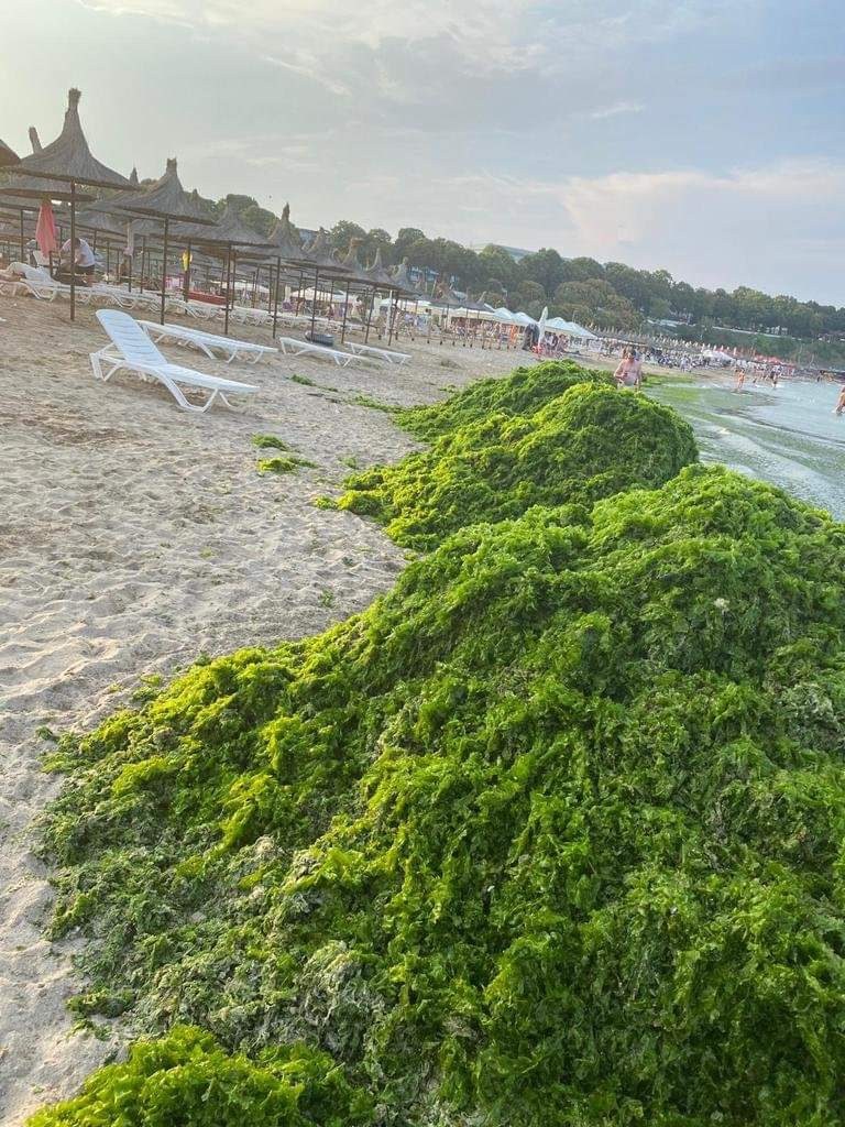 Peste o mie de tone de alge, adunate din sudul litoralului