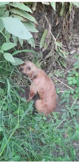 Județul TULCEA: Câine abandonat pe stradă. Proprietarul animalului a fost identificat și va fi amendat
