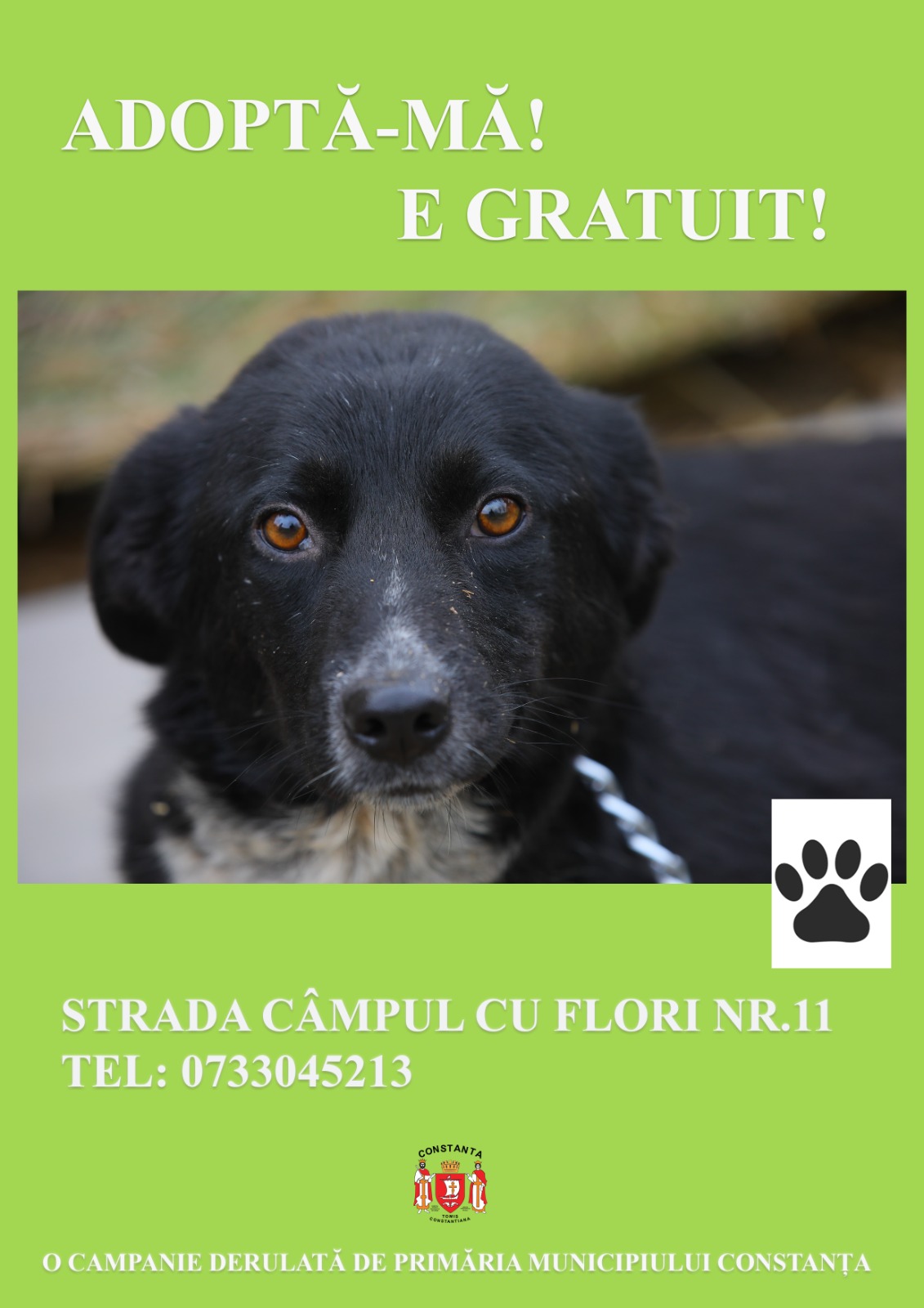 CONSTANȚA: Adoptă un câine de la Adapostul Public de Animale Abandonate