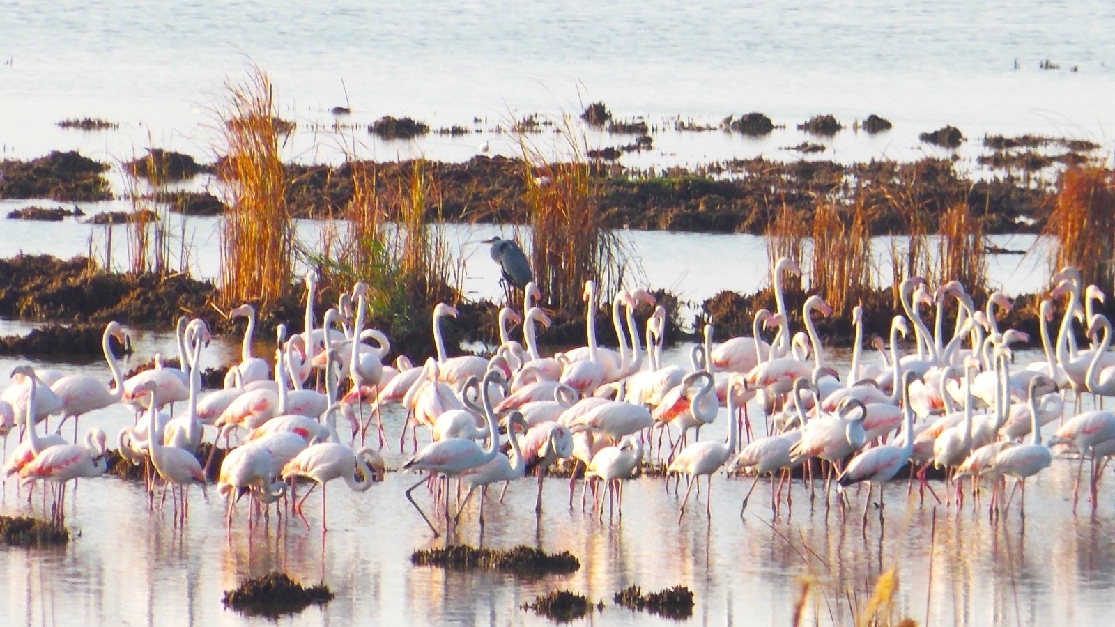TULCEA/FOTO: Păsări flamingo, în apropiere de Jurilovca