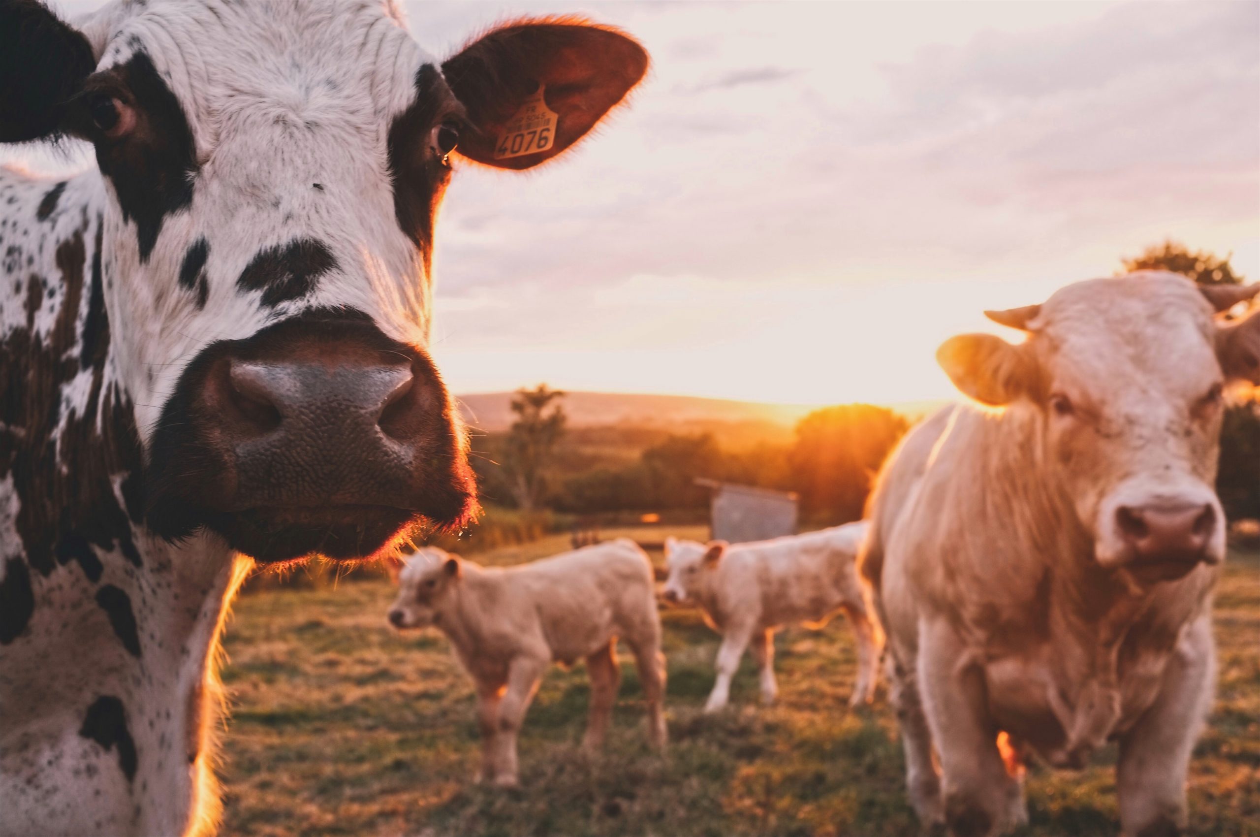 APIA: Sprijin financiar de aproape 54 milioane lei pentru crescătorii de animale