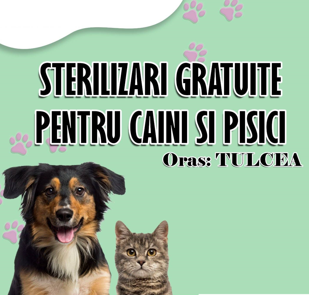 TULCEA: Campanie-maraton de sterilizare a 250 de câini și pisici de rasă comună