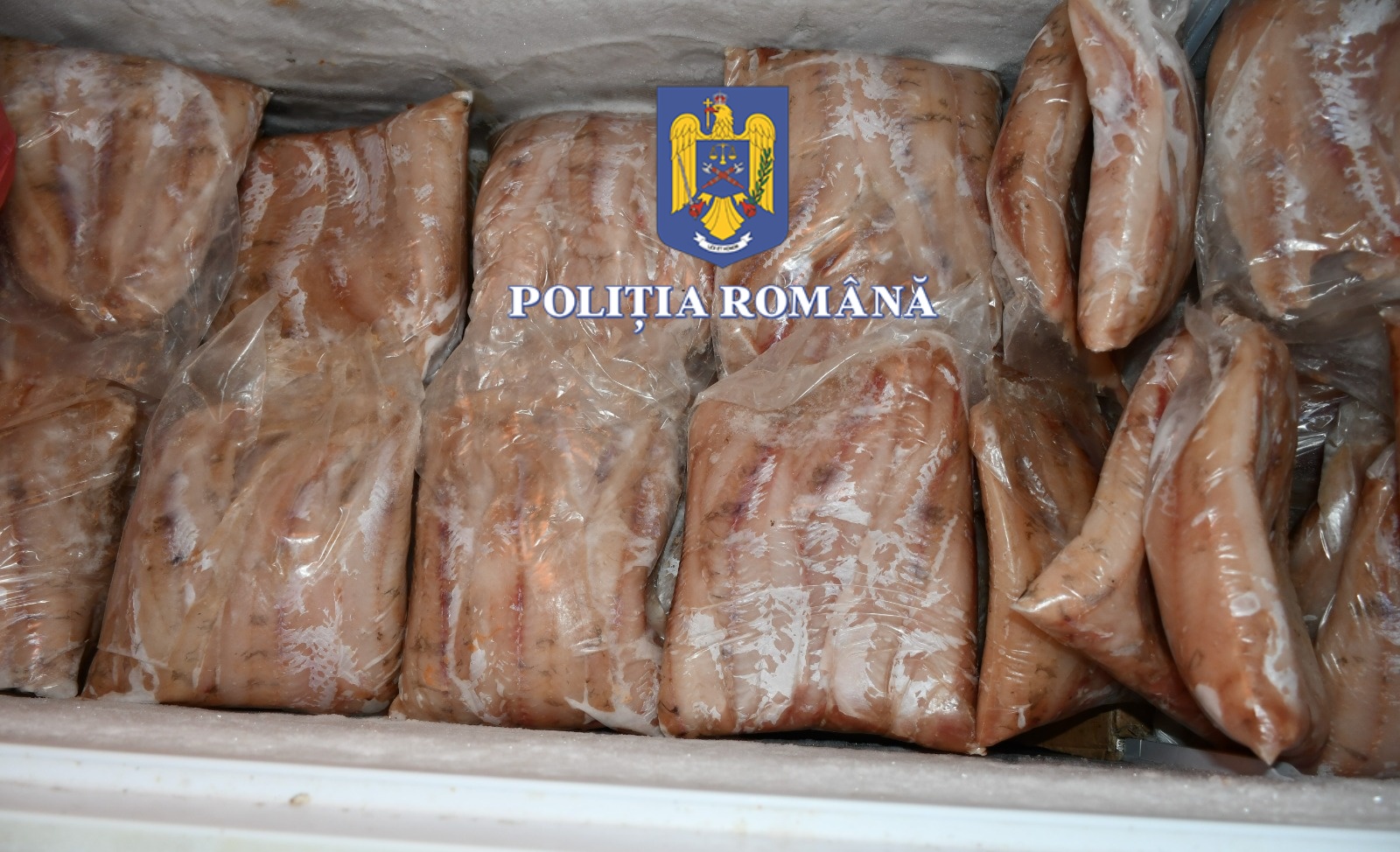 TULCEA/VIDEO: 400 de kilograme de pește confiscate de la braconieri. Percheziții și zeci de mii de lei găsiți de polițiști