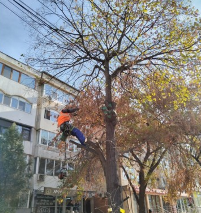 CONSTANȚA: Continuă lucrările de toaletare și corecție a arborilor în municipiu