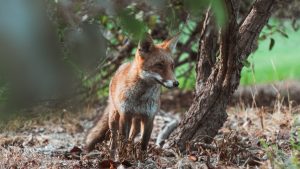 vulpe unsplash