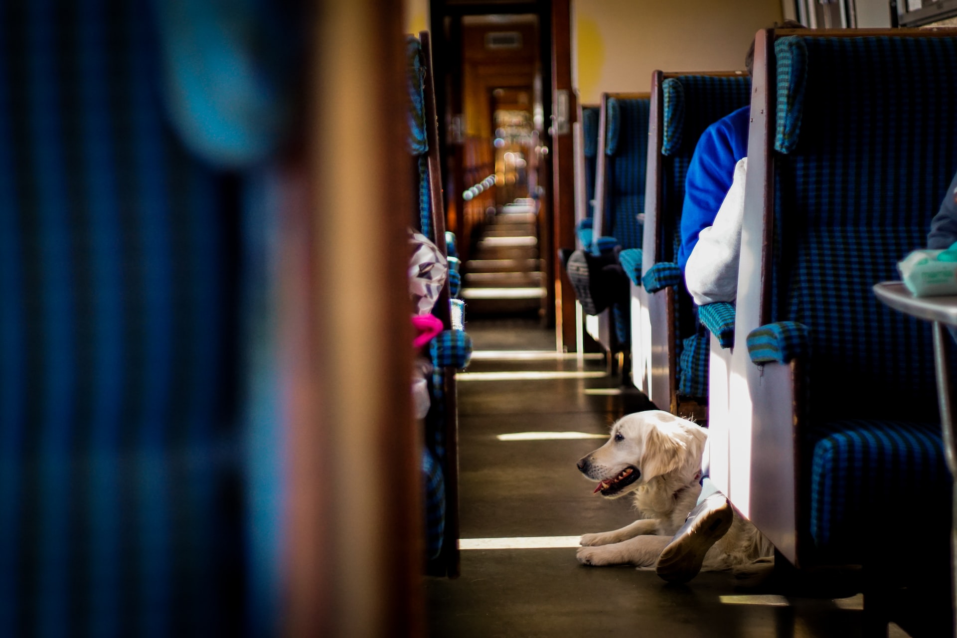 Proiect de lege: Câinii și pisicile de companie ar putea avea acces în transportul în comun și în instituții publice