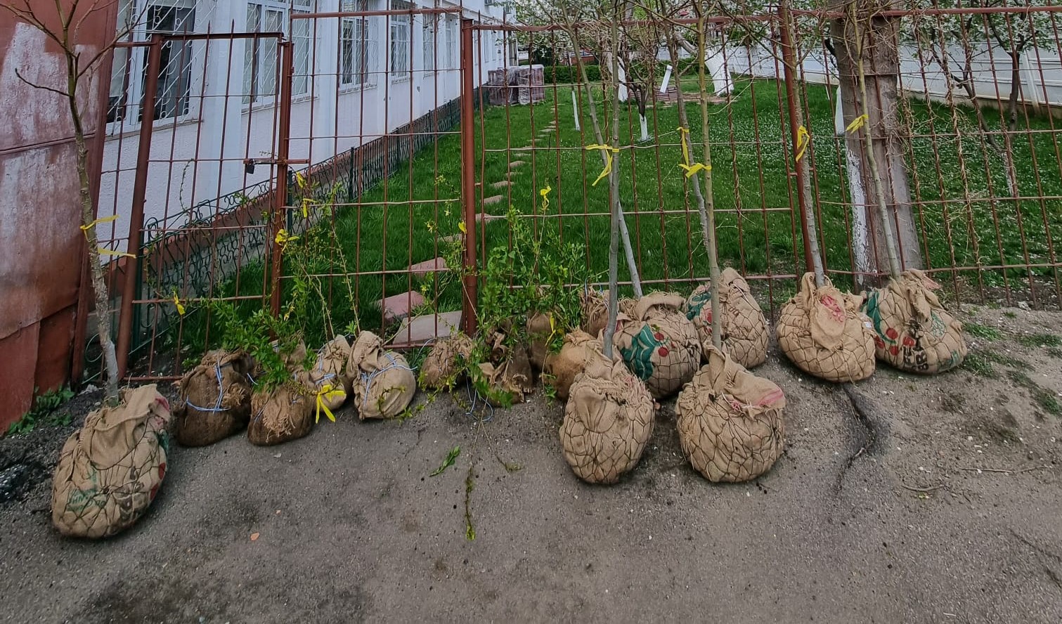 Proiectul ,,E uşor de învăţat, într-un mediu oxigenat” continuă înfrumuseţarea curţii de la Şcoala Gimnazială nr. 18 ,,Jean Bart” Constanţa