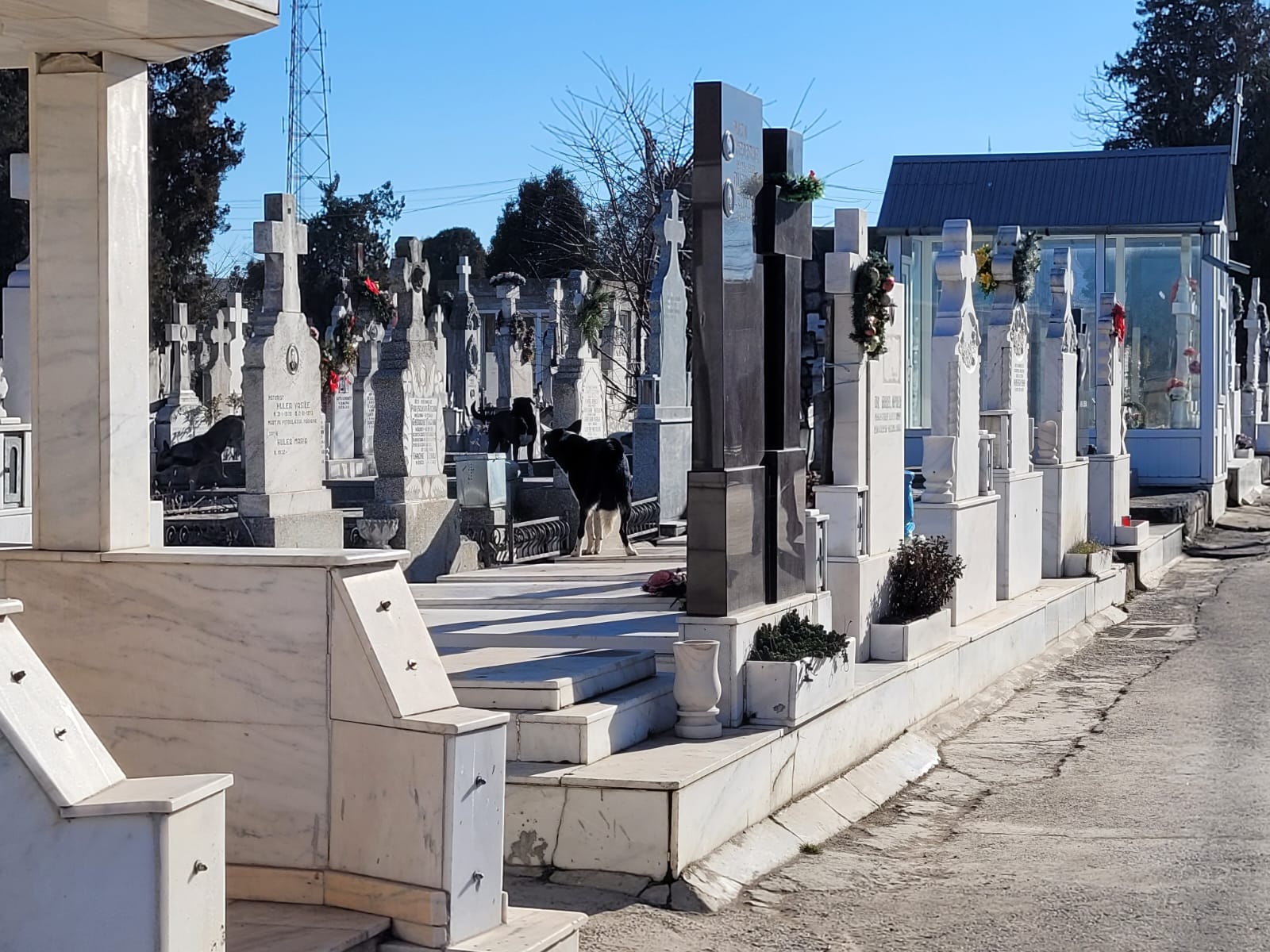 Zeci de câini fără stăpân, capturaţi din cimitirele din Constanţa