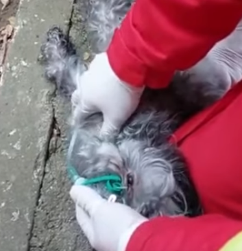 CONSTANȚA: Paramedicii SMURD au resuscitat un câine intoxicat cu fum