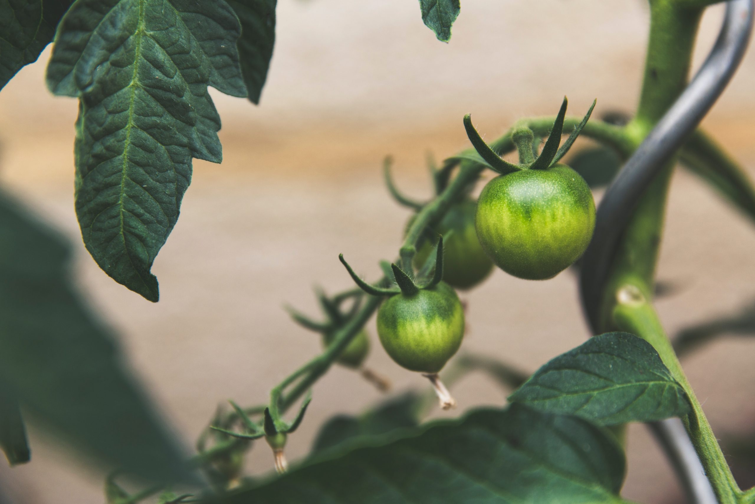 Alimentele bio, din ce în ce mai căutate. Ce suprafaţă agricolă este cultivată în sistem ecologic, în judeţul Tulcea