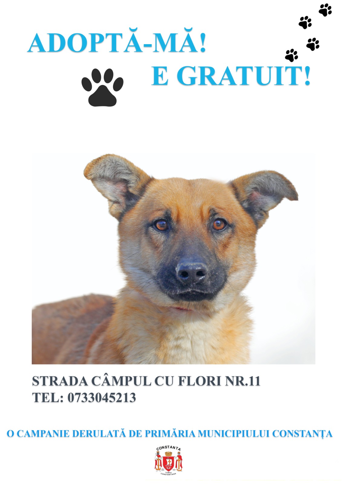 Primăria Constanţa, apel către iubitorii de animale. Peste 350 de căţei îşi caută o familie