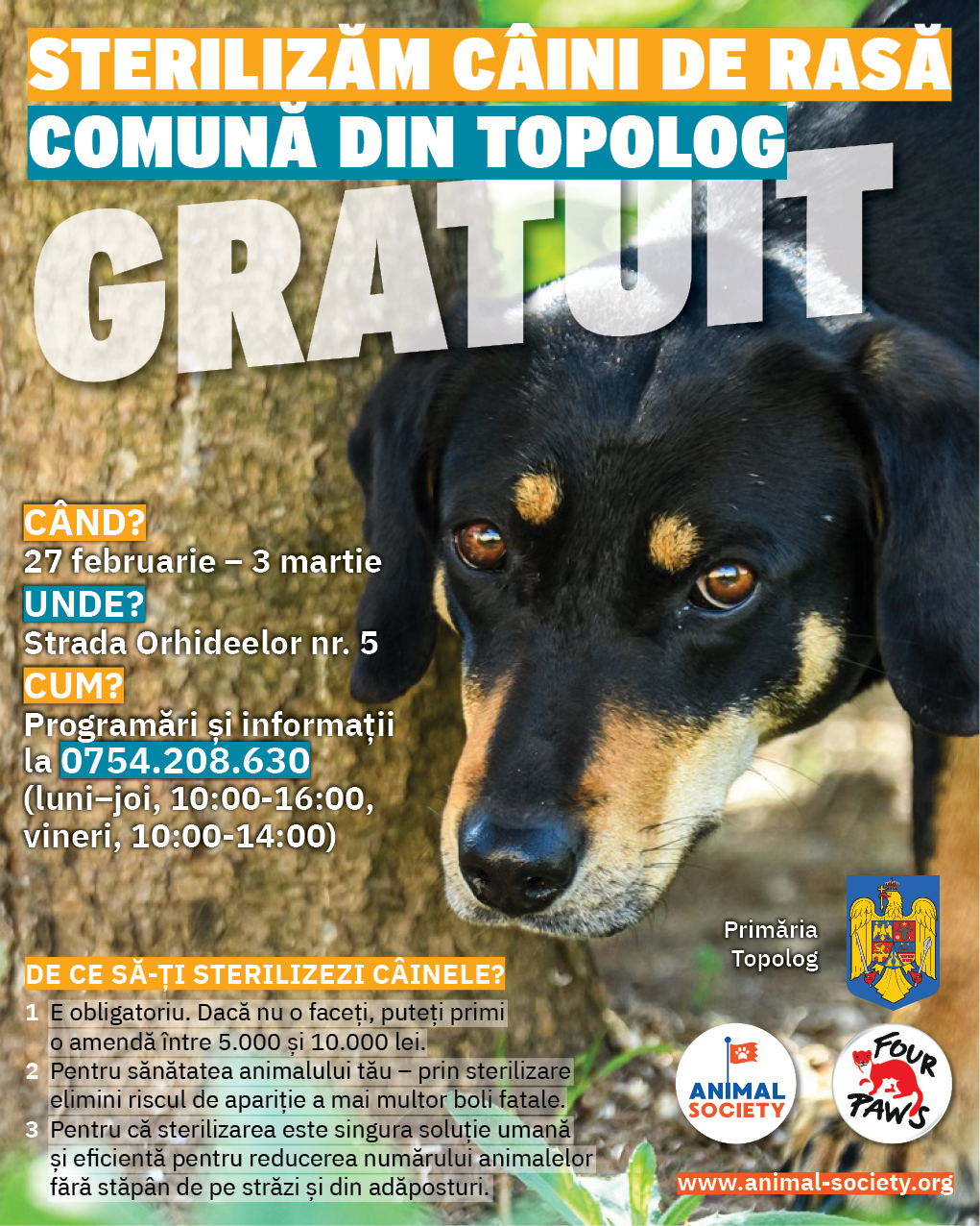 Judeţul TULCEA: Campanie de sterilizări gratuite pentru animalele de rasă comună, în comuna Topolog