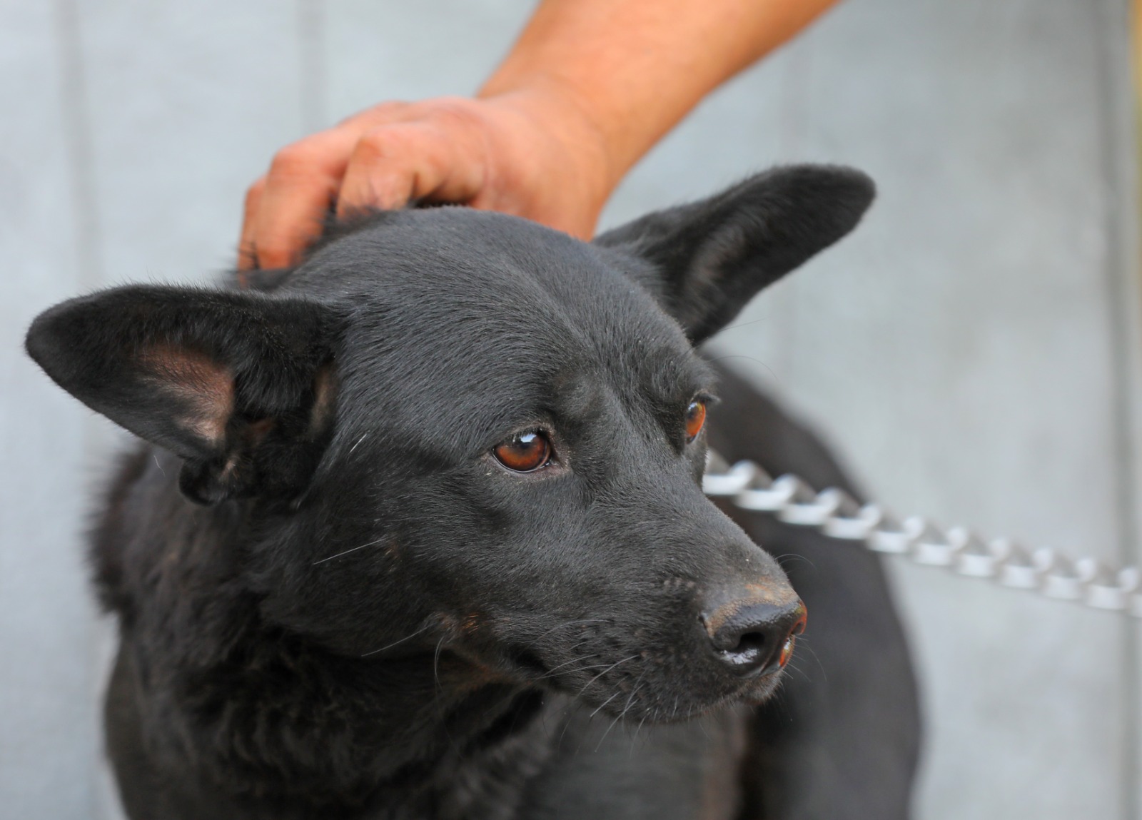 Instructor de dresaj canin: Dacă adoptați un câine, acomodarea cu noul mediu este foarte importantă