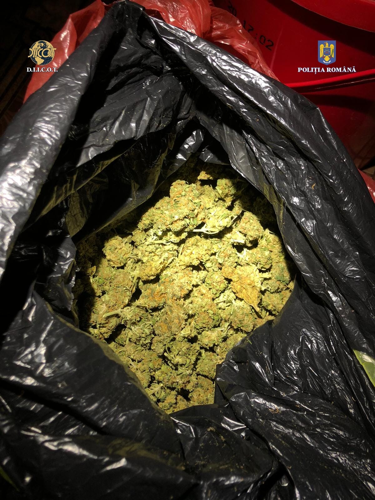 CONSTANȚA: 3 kilograme de cannabis confiscate, în urma unor percheziții