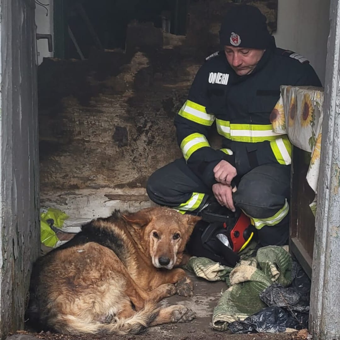 ISU Constanța: Pompierii l-au salvat pe Nero, un câine căzut într-o fântână